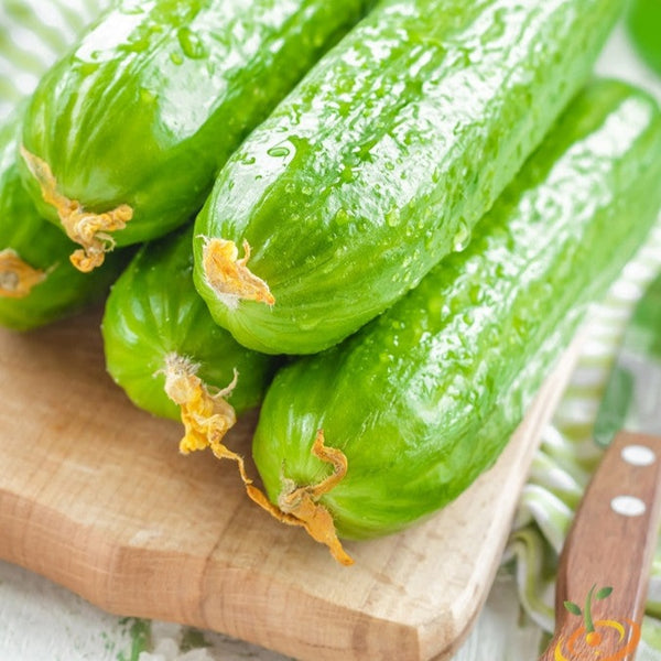 Cucumber - Muncher - SeedsNow.com