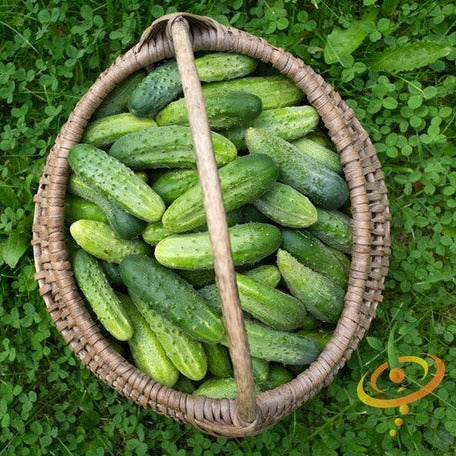 Cucumber - Boston Pickling