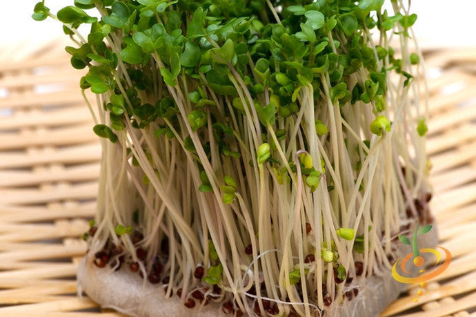 Fresh green sprouts growing densely on a woven surface representing Sprouts Seed Bank growth.