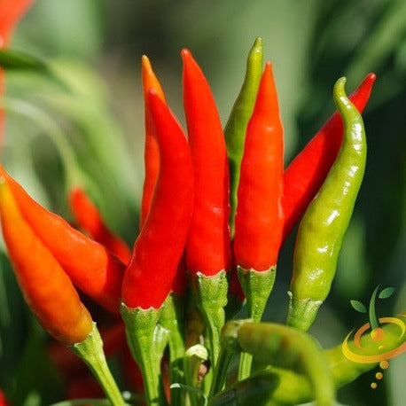 Pepper (Hot) - Tabasco 🔥🔥🔥 - SeedsNow.com