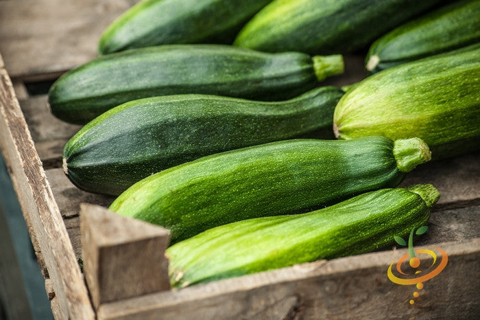 Squash (Summer) - Black Beauty Zucchini.