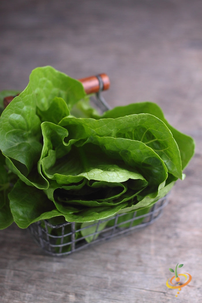 Lettuce - Romaine, Dark Green.