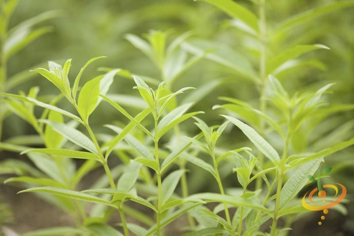 Fresh mint leaves and lemon seeds from SeedsNow, showcasing vibrant green mint sprigs and lemon seeds on a neutral background.