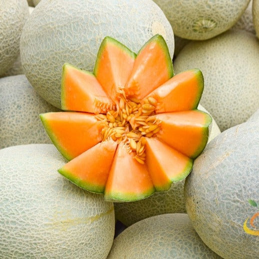 Melon (Cantaloupe) - Planters Jumbo - SeedsNow.com