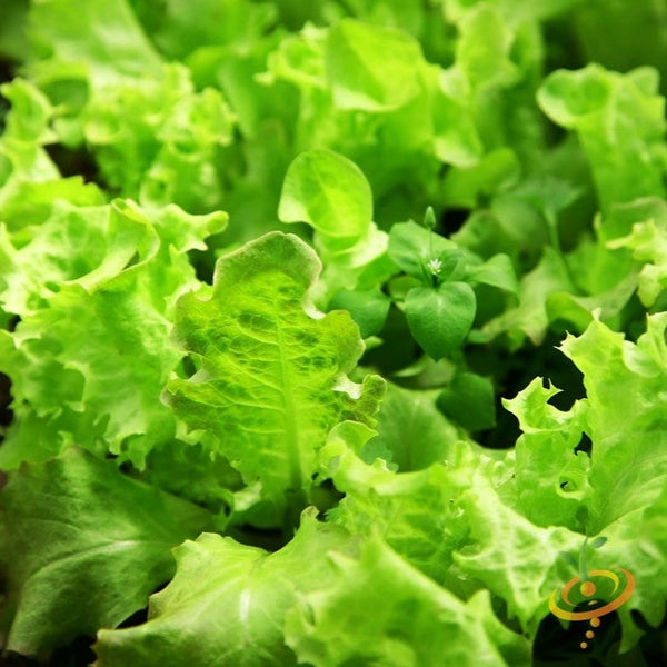 Lettuce - Salad Bowl, Green