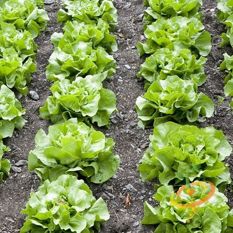 Lettuce - White Boston (Butterhead) - SeedsNow.com