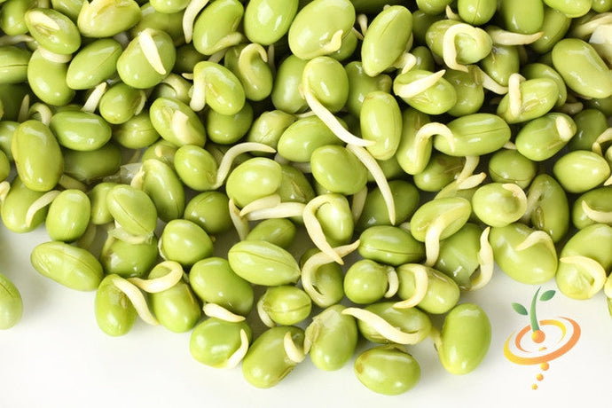 Fresh Lima bean (Henderson variety) from SeedsNow, showing plump green beans with smooth skin, ready for cooking.