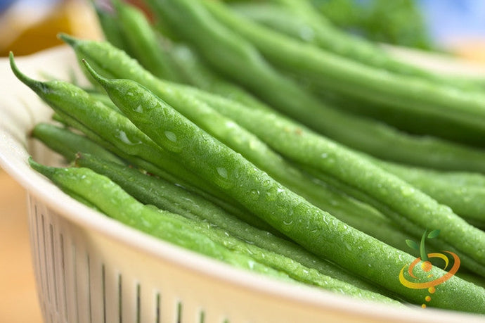 Green bush bean plant with lush foliage, growing Provider bush beans from SeedsNow.
