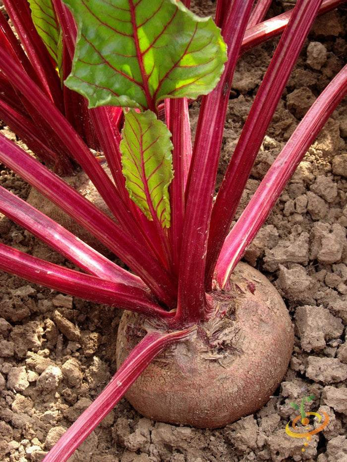 Boltardy Beet growing in soil with vibrant red stems and green leaves