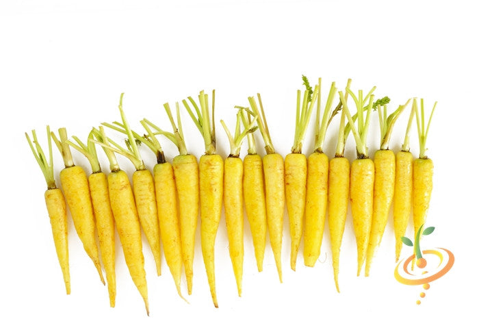 Carrot - Amarillo Yellow, 8" Long.