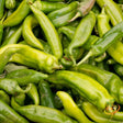 Pepper (Hot) - Anaheim Chili 🔥 - SeedsNow.com