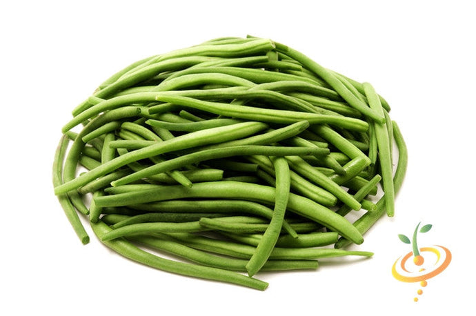Healthy green bush bean plant with tender pods, grown from SeedsNow Provider bush bean seeds in a garden setting.