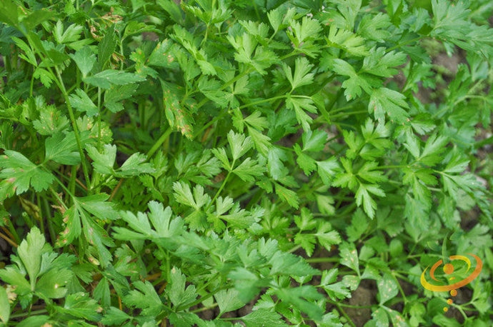 Dark green Italian giant parsley leaves close-up growing in garden soil