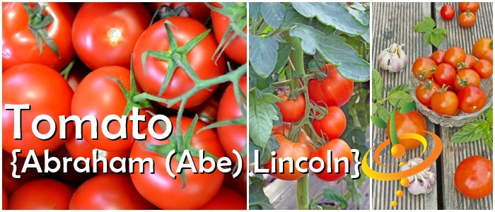 Tomato - Abraham (Abe) Lincoln (Indeterminate)