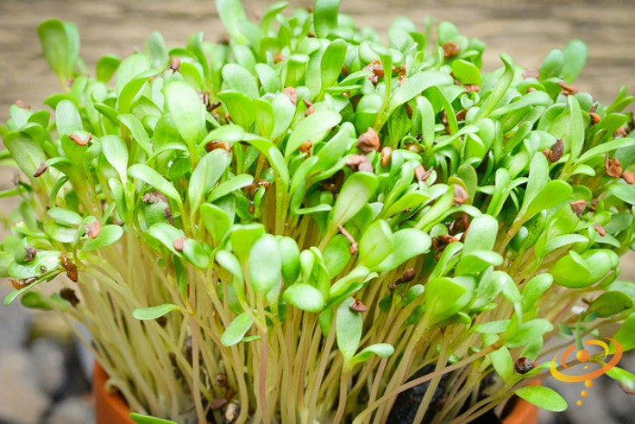 Sprouts/Microgreens - Alfalfa.