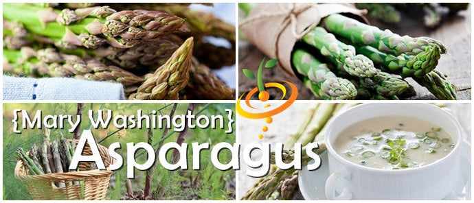 Fresh green Mary Washington asparagus seeds from SeedsNow, ready for planting in a garden or landscape.