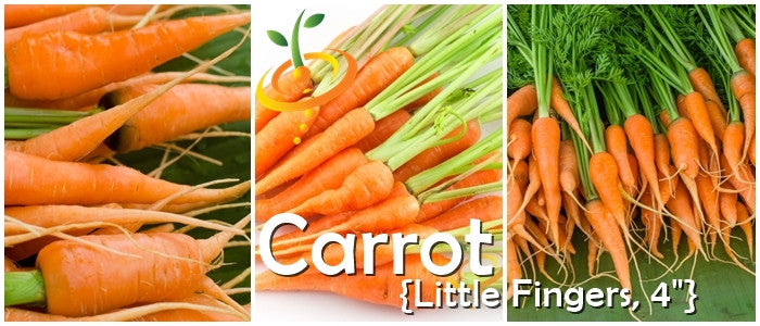 Carrot - Little Fingers, 4" Long.