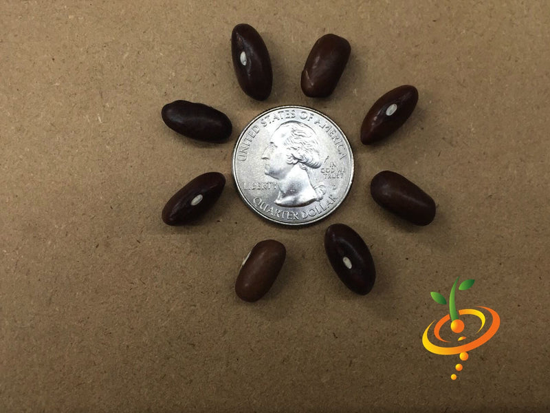 Fresh green Landreth Seeds bush bean plant with healthy pods, grown from SeedsNow for home gardening and vegetable harvesting.