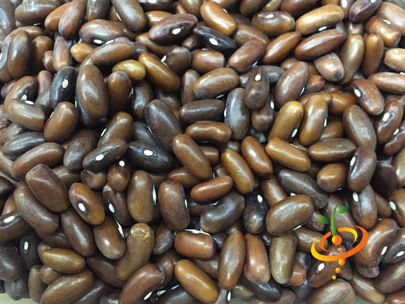 Fresh green Landreth Seeds bush bean plant with healthy leaves and developing pods, ready for planting in a garden.