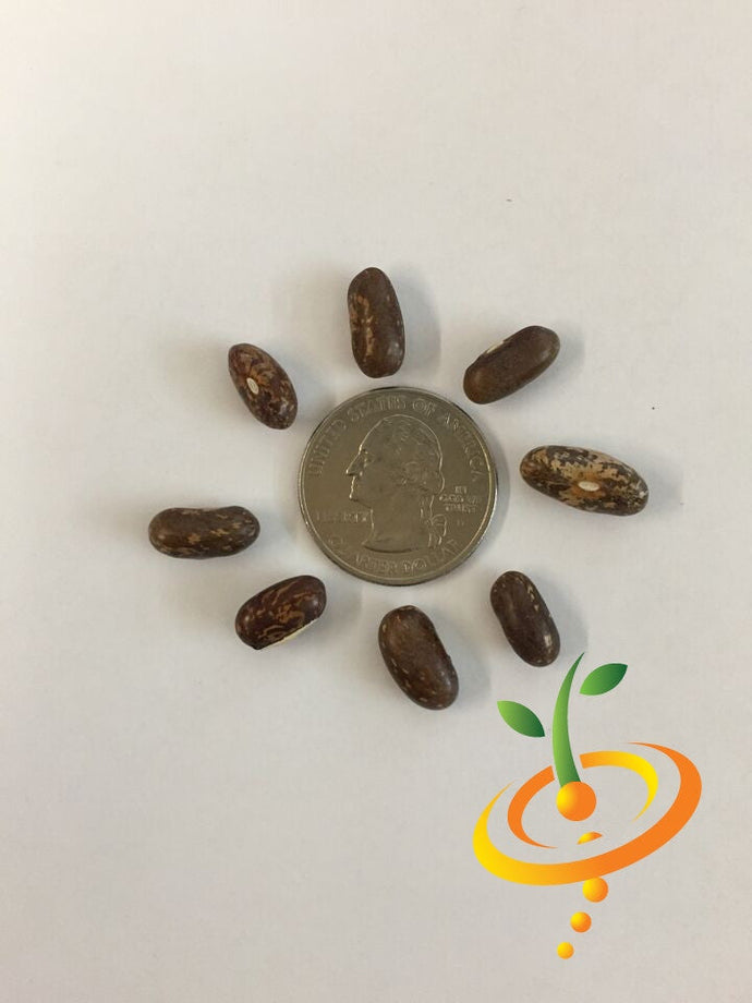 Healthy green bush bean plant grown from Top Crop seeds by SeedsNow, showing lush foliage and developing beans outdoors.