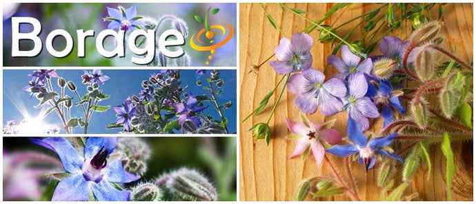 Borage (Starflower) seeds by SeedsNow, showing vibrant green borage plant leaves and star-shaped blue flowers.