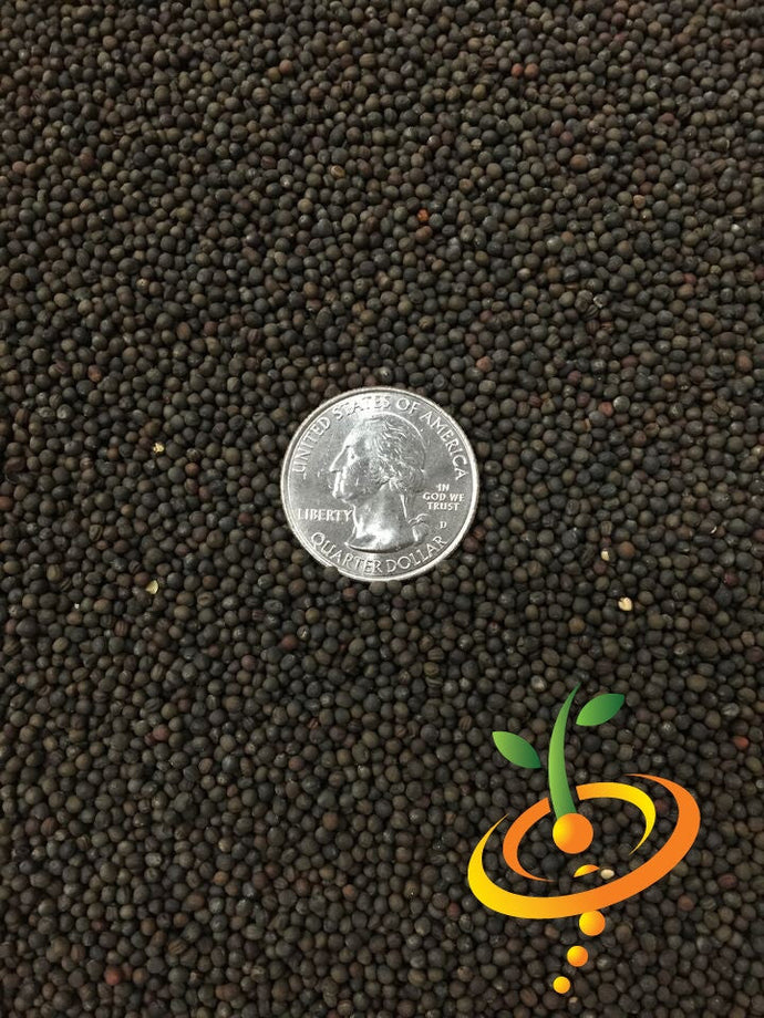 Close-up of Danish Ballhead cabbage seeds with a US quarter for size reference