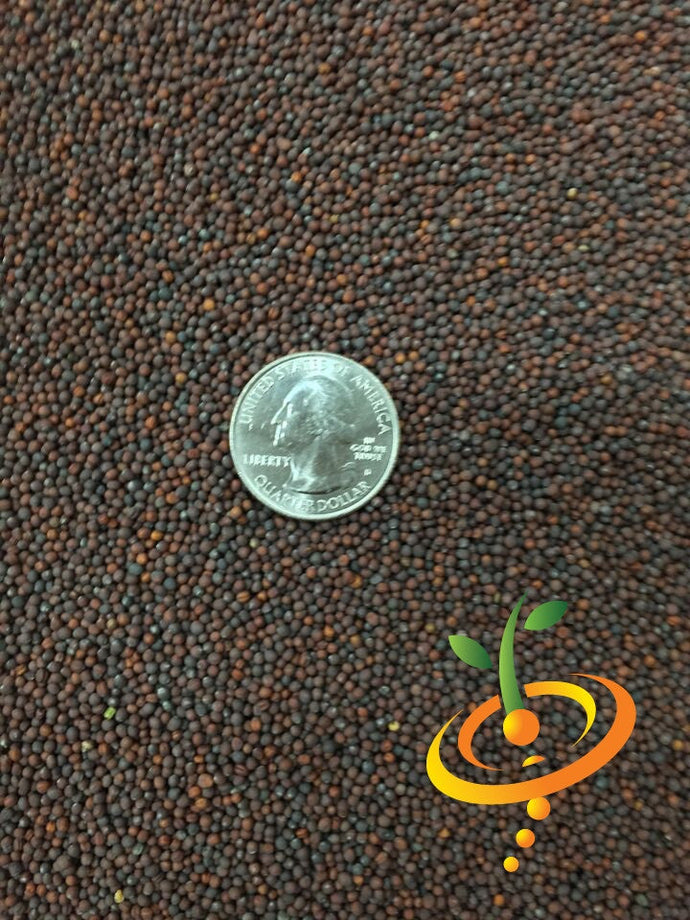 Close-up of Michihili cabbage seeds with a US quarter for size comparison