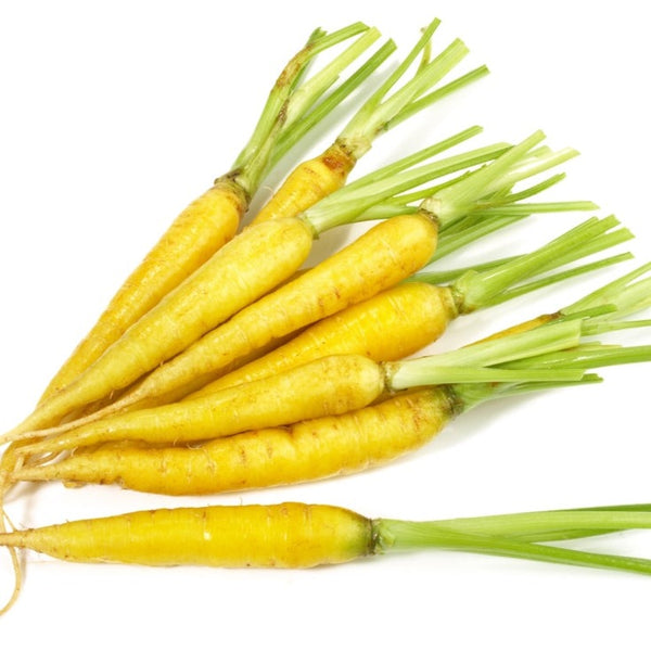 Carrot - Solar Yellow, 7" Long - SeedsNow.com