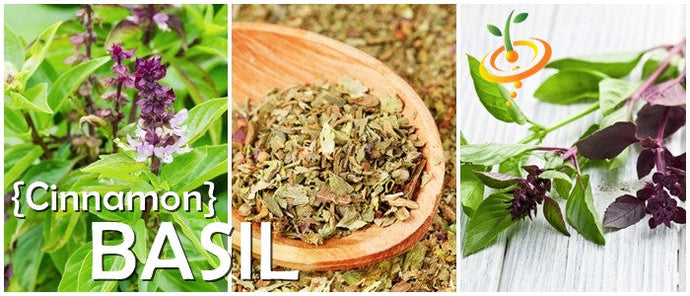 Mexican basil seeds, cinnamon basil variety, showing small green seeds with cinnamon-colored accents, ideal for herb gardening.