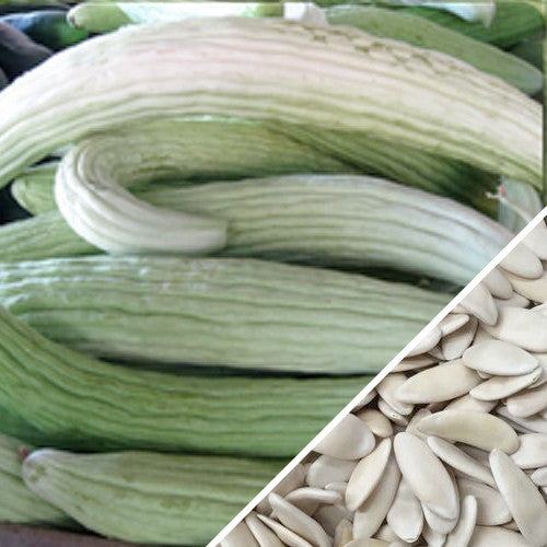 Cucumber - Armenian, White (Metki Serpent Melon)