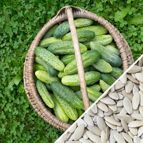 Cucumber - Boston Pickling.