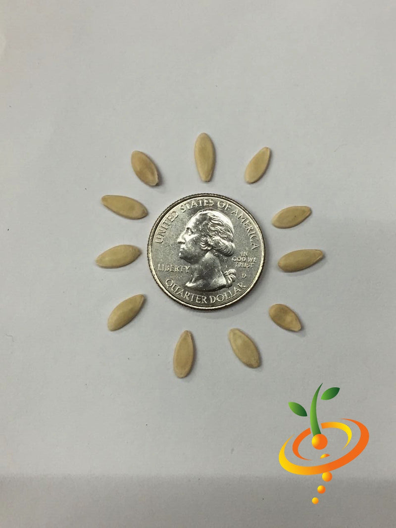 Space Master cucumber seeds arranged around a US quarter for size comparison