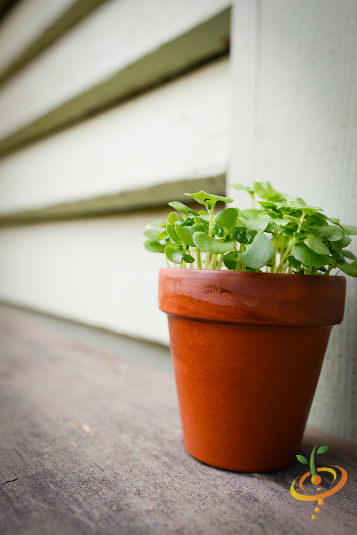 Sprouts/Microgreens - Basil, Green - SeedsNow.com