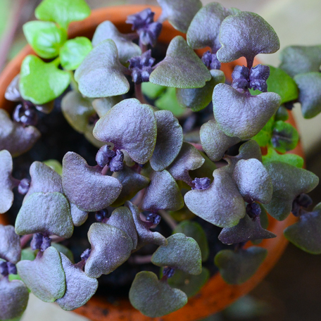 Sprouts/Microgreens - Basil, Purple - SeedsNow.com