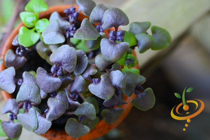 Sprouts/Microgreens - Basil, Purple