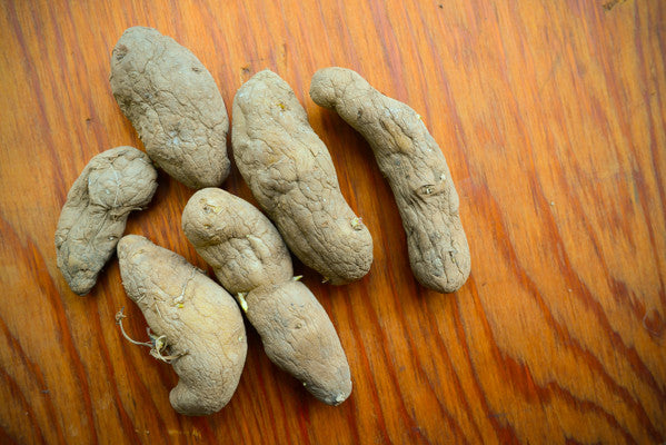 Potato, Fingerling (Late-Season) - Austrian Crescent (Organic/Heirloom)
