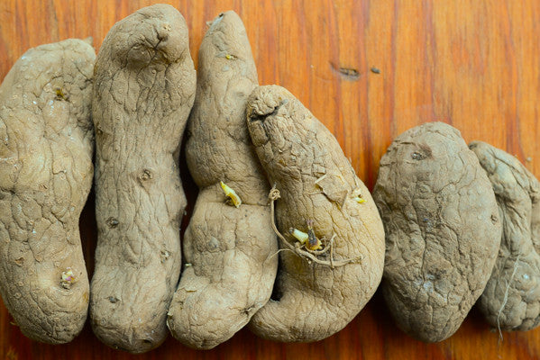 Potato, Fingerling (Late-Season) - Austrian Crescent (Organic/Heirloom)