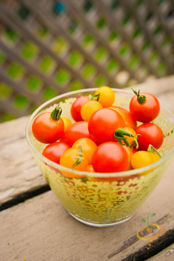 Red Cherry Tomato Seeds from SeedsNow, small indeterminate tomato seeds with vibrant red color, ideal for home gardening.