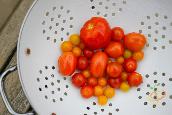 Tomato - Cherry, Red (Small) [INDETERMINATE].