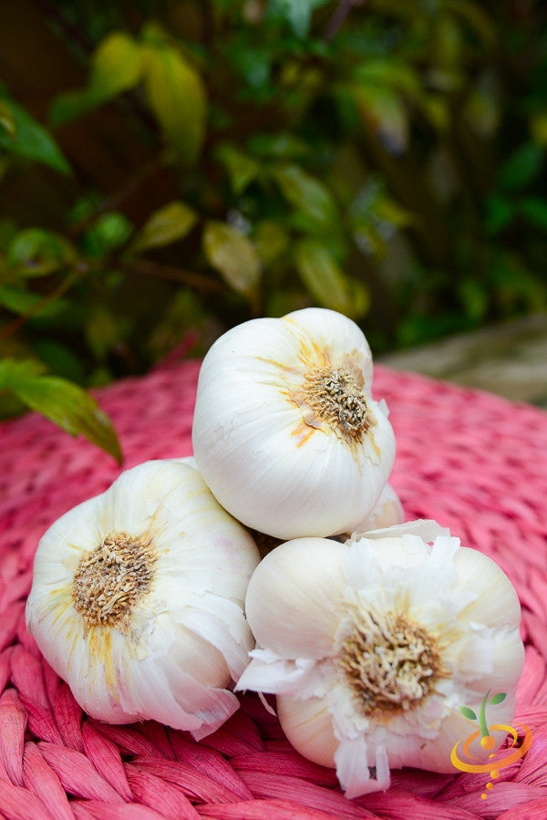 Garlic - (Soft Neck) Nootka Rose.