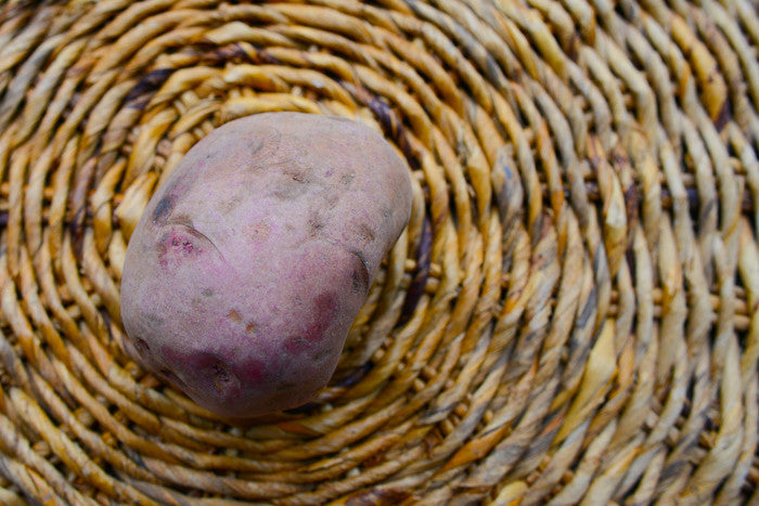Potato (Mid-Season) - Dark Red Norland (ORGANIC) - SeedsNow.com