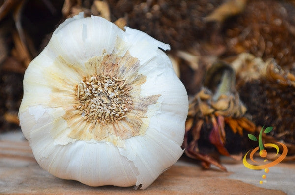 Garlic - (Soft Neck) Silver Rose.