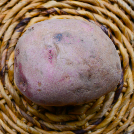 Potato (Mid-Season) - Dark Red Norland (ORGANIC) - SeedsNow.com