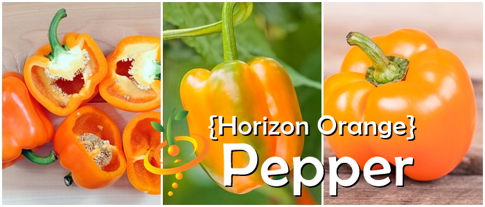 Pepper (Sweet) - Orange Horizon