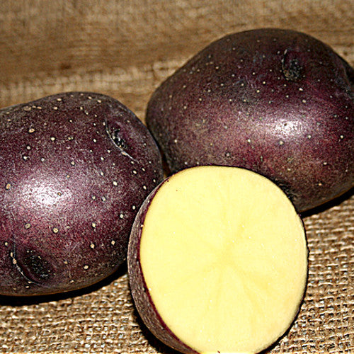 Potato (Mid-Season) - Huckleberry Gold (ORGANIC) - SeedsNow.com