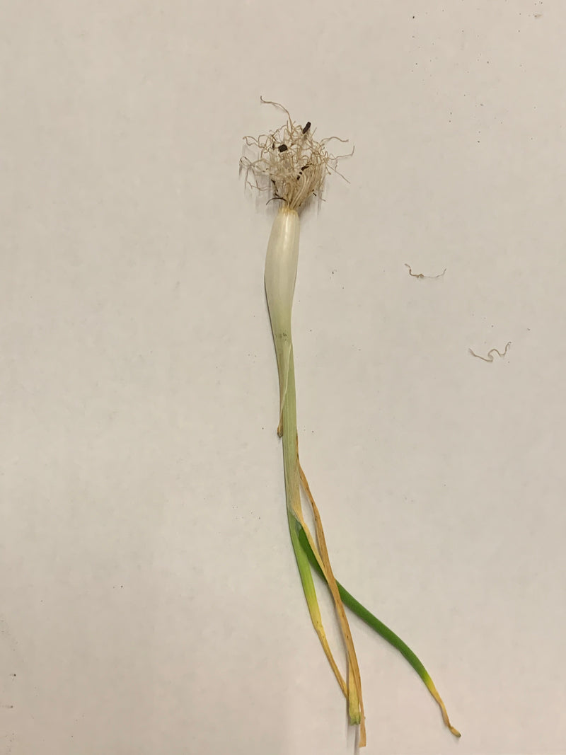 Onion (Transplants) - Grano, White (Short Day) - SeedsNow.com