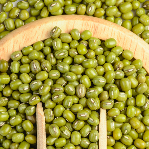 Sprouts/Microgreens - Bean, Mung - SeedsNow.com