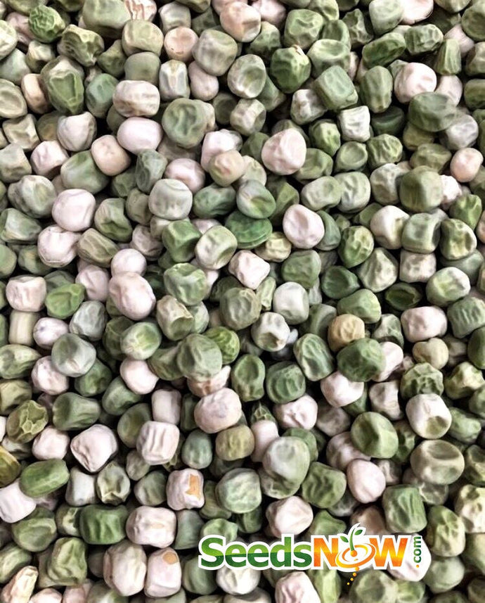 Close-up of green and white Sugar Snap pea seeds from SeedsNow