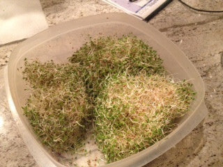 All-in-One Sprouts/Microgreens Seed Bank w/Sprouting Jar.