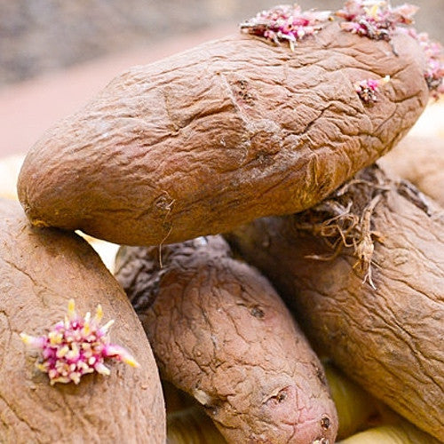 Potato (Late-Season) Fingerling - Red Thumb (Organic/Heirloom) - SeedsNow.com